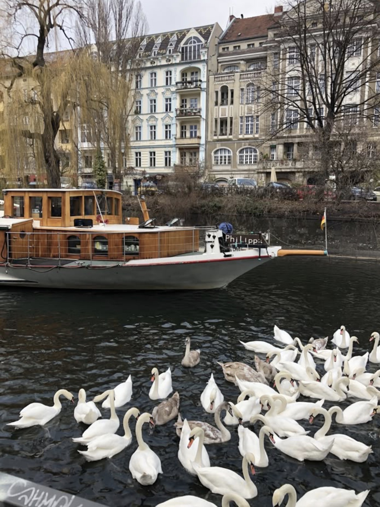 Swans on a city canal beside a wooden boat called Philippi